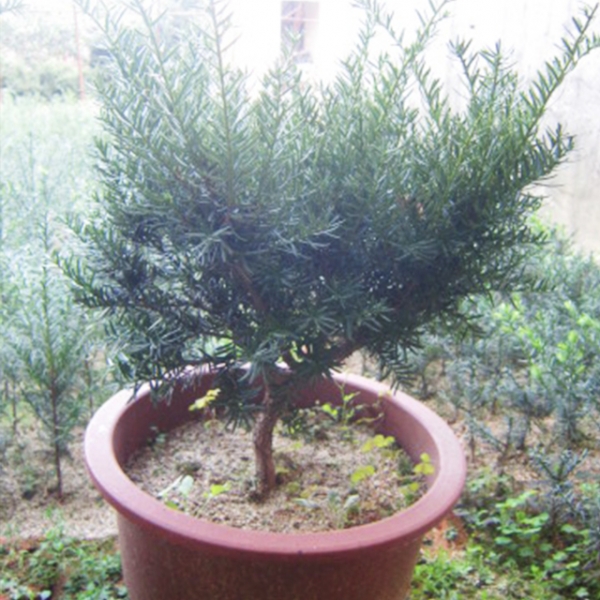 丹东小型盆栽造型树