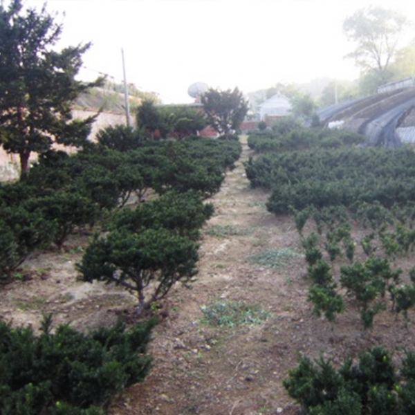 天津绿化苗木种植