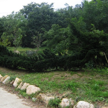 济南景观造型树