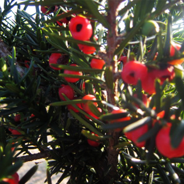 红豆杉一般常见的种类