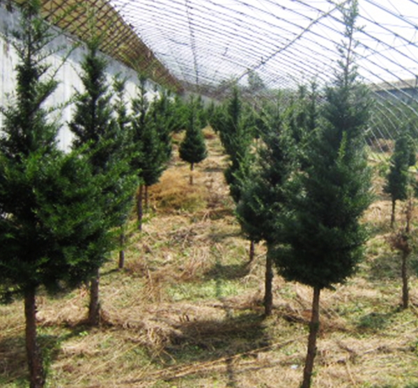 丹东红豆杉种植基地