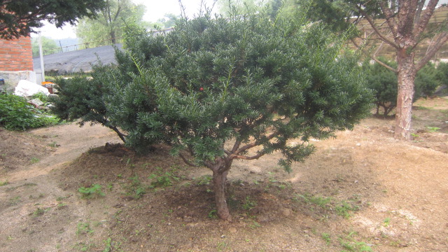 绿化树（乔木）种植移栽技术