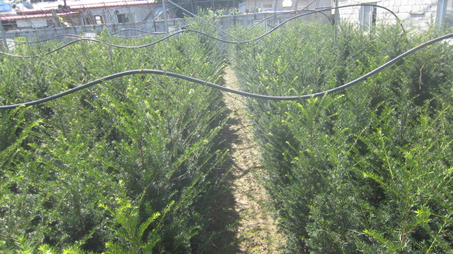 红豆杉树苗
